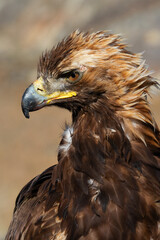 Head of the Golden eagle. It is the bird educated for falconry, the popular hunting style of the Mongolian Altai region.