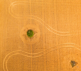 Breathtaking top view of agricultural area and cultivated fields in sunny day.Drone photography.
