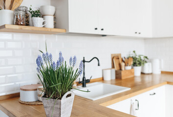 Fototapeta na wymiar Blue muscari flower on white modern kitchen scandinavian style.