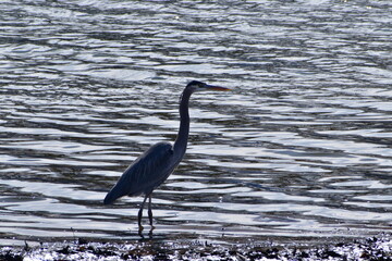 Great Blue Heron