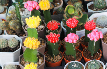 Cactus close-up photo of the red and pink flowers of the cactus., Cactus is the scientific name Mila sp.