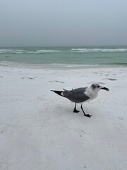 seagull on the beach