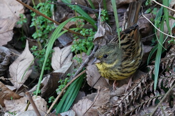 black faced bunting in the bush