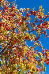 Fototapeta na wymiar Canada, New Brunswick, Saint John River Valley, Gagetown. Haw berries, fruit of the Hawthorne Tree in autumn.