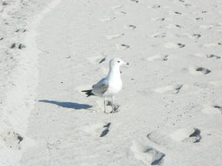 Miami Bird 