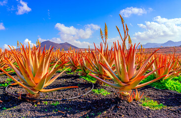 Aloe vera plant. Aloe vera plantation. Furteventura, Canary Islands, Spain - 414243824