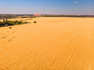 Obraz premium Aerial view of ripening wheat crop fields on farm under sky on farm