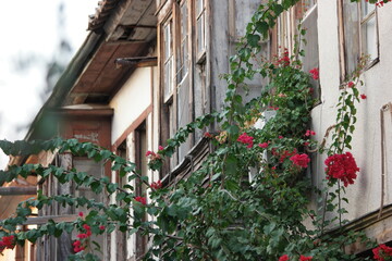 Fototapeta na wymiar Flowers on the background of old building. The wall of weathered building in classic turkish style.