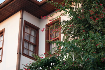 Fototapeta na wymiar Beautiful plants at balcony of old house. Vintage building with green plant.
