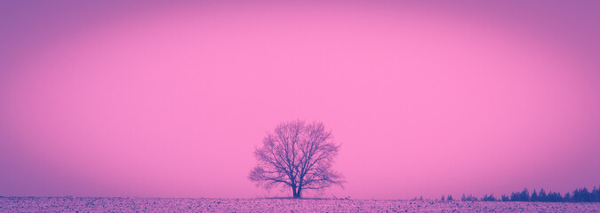 Lonely tree and pink sky.