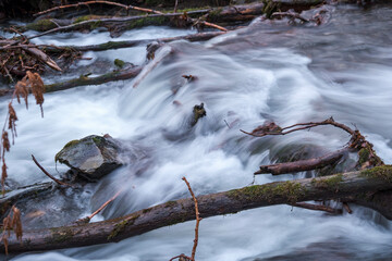 stream in the forest