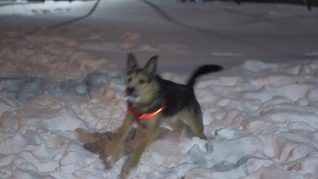 A Black German Shepherd Dog In A Red Collar Stands In The Snow At Night And Performs The Owner's Commands