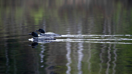 Pair of Loons and wake Fishing Outpost Ontario Canada Outdoors Wilderness Off Grid