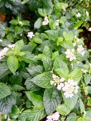 wild strawberry plant
