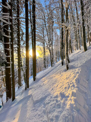 VERTICAL: Golden morning sunbeams peer through the bare deciduous tree canopies.