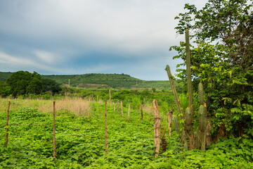 Fototapeta premium A view of the countryside of Oeiras, Piaui (caatinga biome) lush and green in the rainy season - Northeast Brazil