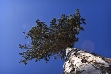 Föhre von unten gesehen vor dunkel blauem Himmel mit Stamm Struktur, Hintergrund
