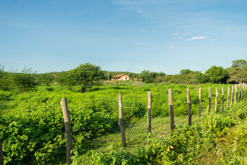 Fototapeta na wymiar A view of the countryside of Oeiras, Piaui (caatinga biome) lush and green in the rainy season - Northeast Brazil