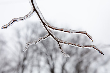 Tree branch coated with a glaze of ice after a winter storm