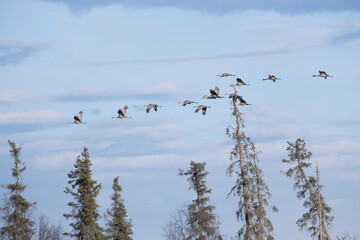 birds in flight