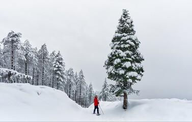 Man with snowshoes and a red jacket contemplating a snowy pine