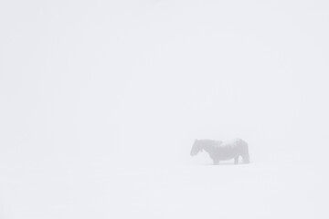 Lonely horse in snowy foggy landscape
