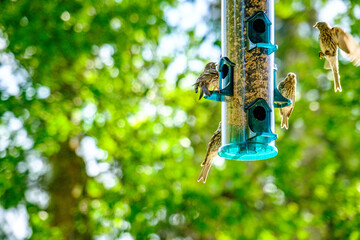 Busy Bird Feeder