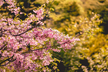 Sakura (cherry) tree branches full of sakura flowers at Inari Mountain, Japan	