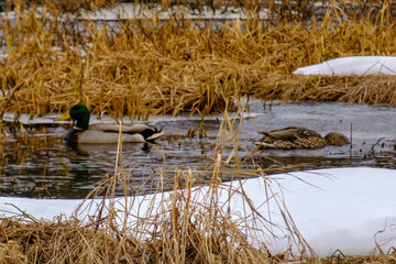 duck in the water