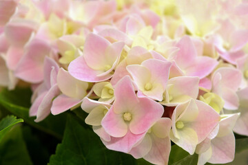Naklejka na ściany i meble background of hydrangea flowers in a delicate pink color