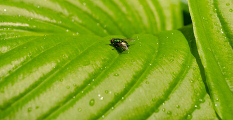 Closeup natural young green leaf with green fly on blurred greenery background in garden. Hosta leaf close-up.Fresh green hosta leaves