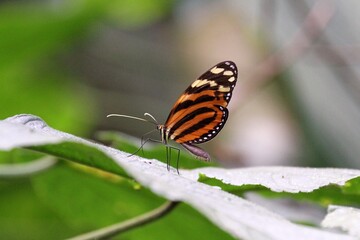 butterfly on a flower