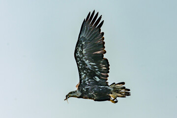 Fototapeta premium butterfly in flight