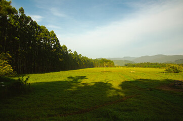 countryside, forest of pins, landscape, place to relax, lots of nature