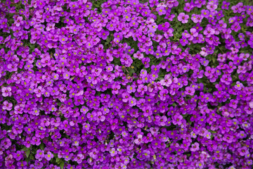 Aubrieta plant with purple small blossom grow in stone garden