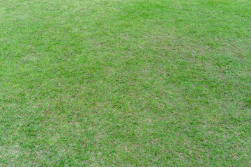 Grass pattern texture for background. Green lush lawn.