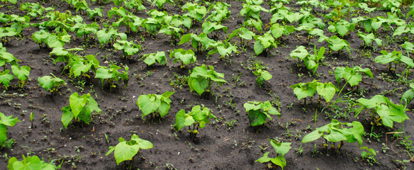 Pepper grows in beds on the ground. Agricultural background of growing crops