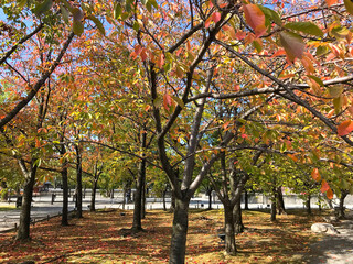 Naklejka premium autumn in the park