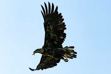 Obraz na płótnie Canvas eagle in flight