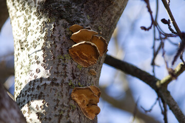 Rotrandiger Baumschwamm Fomitopsis pinicola. Pilz am Stamm eines Apfelbaums.