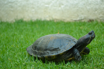 Tortuga verde