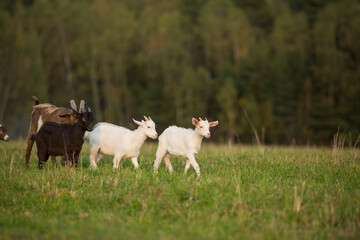 Obraz premium Domestic goats graze in the field in summer