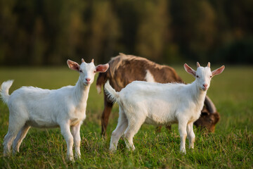 Naklejka na ściany i meble Domestic goats graze in the field in summer