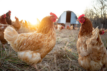 chickens in front of a moveable coop 