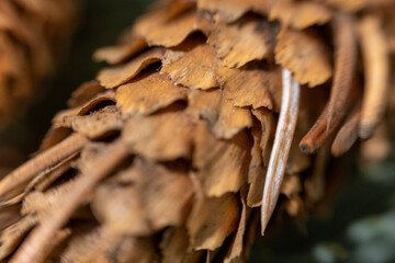 close up of a leaf