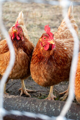 brown chickens drinking water in the winter