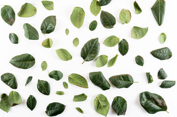 Background from green petals. Isolate leaves. Top view.