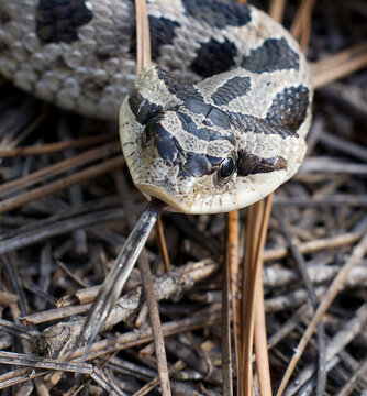 Southern Hognose Snake (heterodon Simus) Head Shot With Tongue Out , Head Flat And Wide, In The Central Florida Sand Hills On Long Leaf Pine Needles 