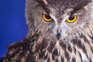 Indian eagle-owl over blue background