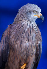 The red kite, Milvus milvus, over blue background